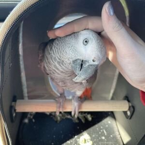 dna tested female african grey parrot5 terry parrots center™