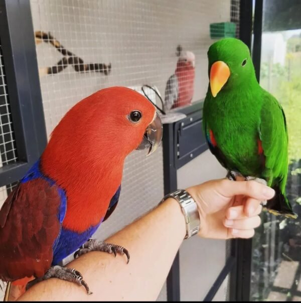 smartselect 20221123 001950 instagram copy terry parrots center™