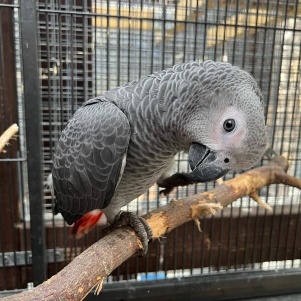 charlie boy grey 3141109210636705509 60420106081 terry parrots center™