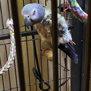 baby african grey parrots terry parrots center™