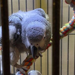 baby african grey parrots1 terry parrots center™