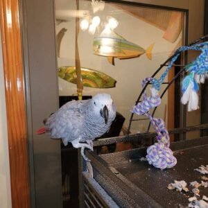 dna tested female african grey parrot2 terry parrots center™