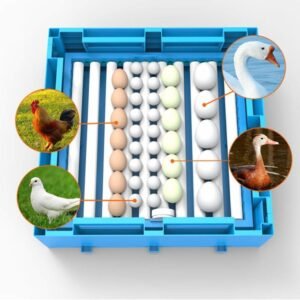 eggs transparent hatching machine. 768x768 2 terry parrots center™