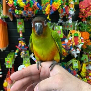 jpgm11 terry parrots center™