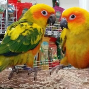 sun conures for sale terry parrots center™