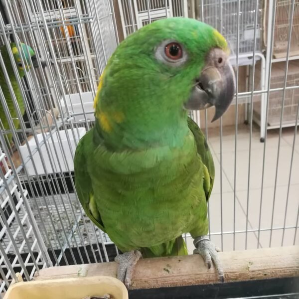 whatsapp image 2021 04 07 at 10.20.41 pm 6 terry parrots center™