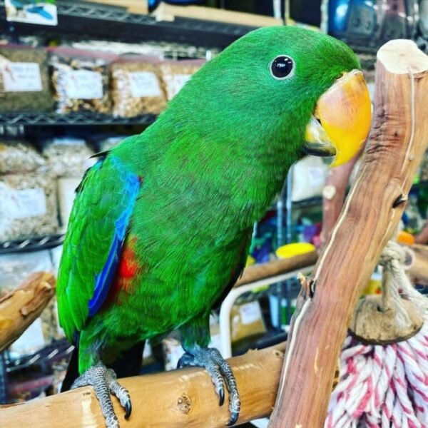whatsapp image 2021 09 23 at 11.32.42 768x768 1 terry parrots center™