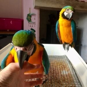 bg3 terry parrots center™