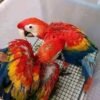 scarlet macaw chicks
