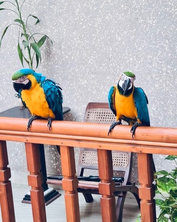 terry parrots center™