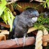 baby red tail black cockatoo