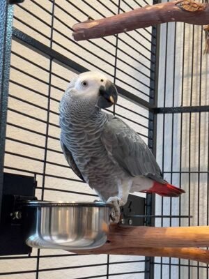 african grey parrots