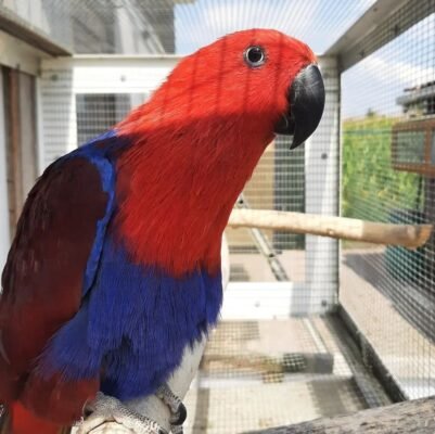 eclectus parrots