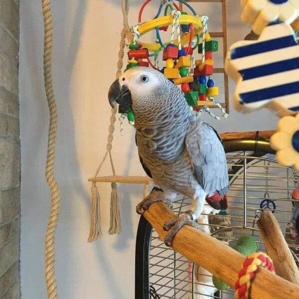 macawparrotshops 3138202753838434057 49535614652 terry parrots center™