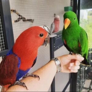 smartselect 20221123 001950 instagram copy terry parrots center™