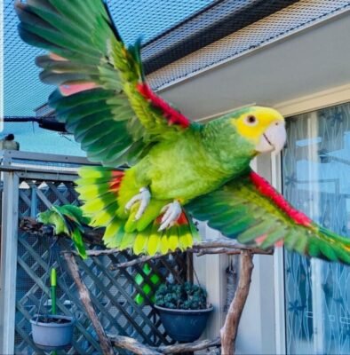 amazon parrots