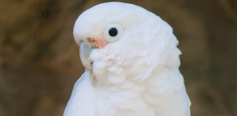 2a744f 783a07d704374db8b124b386c3b80f6emv2 terry parrots center™