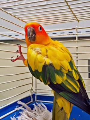 conure parrots