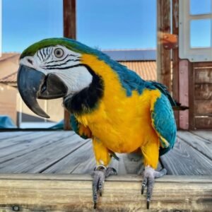 dexter1 768x803 1 terry parrots center™