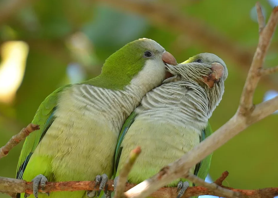 gettyimages 136658283 58a6e91f5f9b58a3c918f385 terry parrots center™