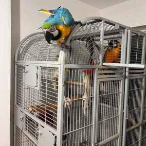 male and female blue gold macaws terry parrots center™