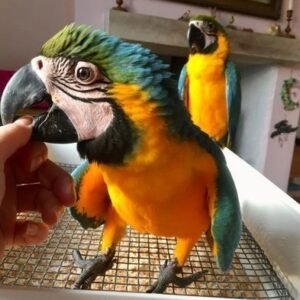 bg terry parrots center™