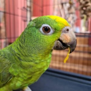 caspertheamazon 115704541 115982516665522 1474144072394920980 n 600x600 1 terry parrots center™