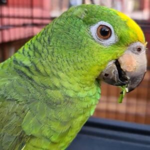 caspertheamazon 116133866 285070409224717 8883682400090843929 n 600x600 1 terry parrots center™