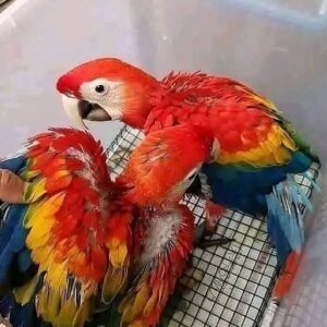 exotic parrot farml 2785427380740941917 8170244874 0 711x706 terry parrots center™