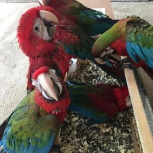 exotic parrot farml 2829840171840959463 8170244874 0 1080x1080 terry parrots center™