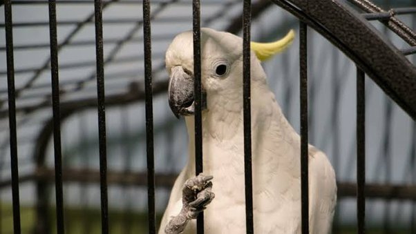 cockatoo parrots