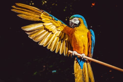 pexels photo 2317904 Terry Parrots Center™