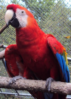 macaw parrots