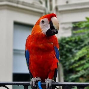 ruby arlo the macaws 2646535670105595098 48186264017 4 1080x1080 terry parrots center™