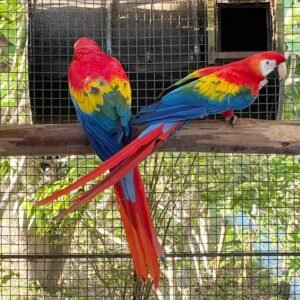 selene nabieoffcial 2824108360111425156 47617468728 1 1440x1800 terry parrots center™